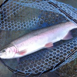 ７０オーバーキャッチ！ ～天竜川ルアーフライ専用区～